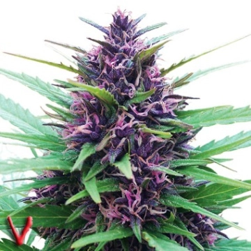Twilight cannabis plants in bloom, grown from Feminized seeds – ideal for home cultivation from Dutch Passion