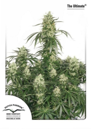 Ultimate cannabis plants in bloom, grown from Feminised seeds – ideal for home cultivation from Dutch Passion