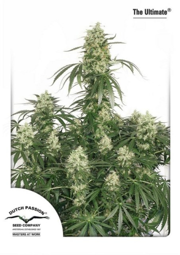 Ultimate cannabis plants in bloom, grown from Feminised seeds – ideal for home cultivation from Dutch Passion