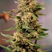 Voodoo cannabis plants in bloom, grown from Feminized seeds – ideal for home cultivation from Dutch Passion