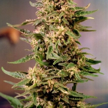 Voodoo cannabis plants in bloom, grown from Feminized seeds – ideal for home cultivation from Dutch Passion