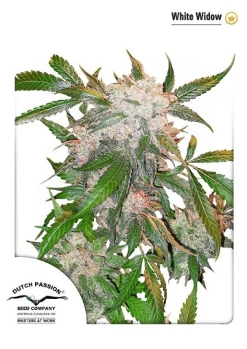 White Widow cannabis plants in bloom, grown from Feminized seeds – ideal for home cultivation from Dutch Passion