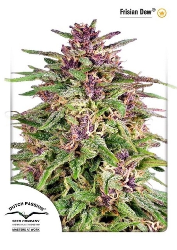 Frisian Dew cannabis plants in bloom, grown from Feminized seeds – ideal for home cultivation from Dutch Passion