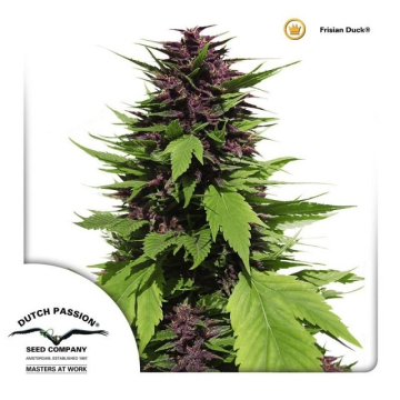 Frisian Duck cannabis plants in bloom, grown from Feminised seeds – ideal for home cultivation from Dutch Passion