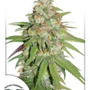 Glueberry OG cannabis plants in bloom, grown from Feminized seeds – ideal for home cultivation from Dutch Passion