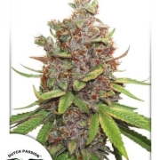 Glueberry OG Auto cannabis plants in bloom, grown from Automatic seeds – ideal for home cultivation from Dutch Passion