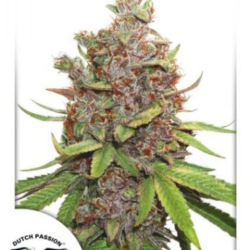 Glueberry OG Auto cannabis plants in bloom, grown from Automatic seeds – ideal for home cultivation from Dutch Passion
