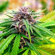 Hollands Hope cannabis plants in bloom, grown from Feminised seeds – ideal for home cultivation from Dutch Passion