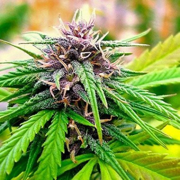 Hollands Hope cannabis plants in bloom, grown from Feminised seeds – ideal for home cultivation from Dutch Passion