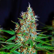 Jorge's Diamond #1 cannabis plants in bloom, grown from Feminised seeds – ideal for home cultivation from Dutch Passion