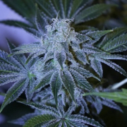 Night Queen cannabis plants in bloom, grown from Feminised seeds – ideal for home cultivation from Dutch Passion