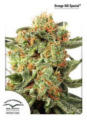 Orange HIll Special cannabis plants in bloom, grown from Feminised seeds – ideal for home cultivation from Dutch Passion