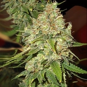 Blackberry OG cannabis plants in bloom, grown from Feminized seeds – ideal for home cultivation from Emerald Triangle
