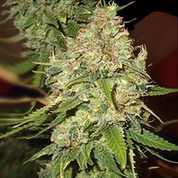 Blackberry OG cannabis plants in bloom, grown from Feminized seeds – ideal for home cultivation from Emerald Triangle