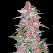 Blackberry Auto cannabis plants in bloom, grown from Automatic seeds – ideal for home cultivation from FastBuds Seeds