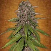 C4 Auto cannabis plants in bloom, grown from Automatic seeds – ideal for home cultivation from FastBuds Seeds