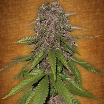 C4 Auto cannabis plants in bloom, grown from Automatic seeds – ideal for home cultivation from FastBuds Seeds