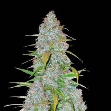 Californian Snow Auto cannabis plants in bloom, grown from Automatic seeds – ideal for home cultivation from FastBuds Seeds