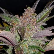 Cream Cookies Auto cannabis plants in bloom, grown from Automatic seeds – ideal for home cultivation from FastBuds Seeds