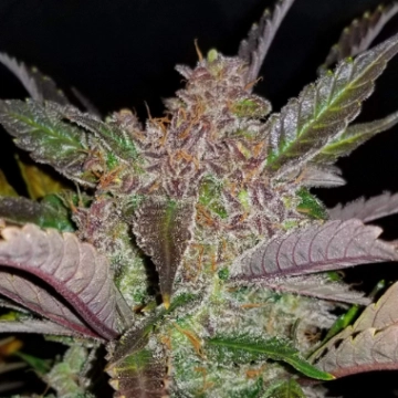 Cream Cookies Auto cannabis plants in bloom, grown from Automatic seeds – ideal for home cultivation from FastBuds Seeds