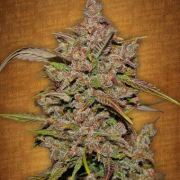 Crystal Meth Auto cannabis plants in bloom, grown from Feminised seeds – ideal for home cultivation from FastBuds Seeds