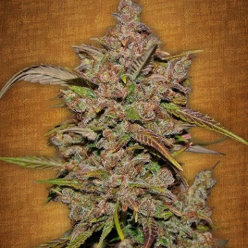Crystal Meth Auto cannabis plants in bloom, grown from Feminised seeds – ideal for home cultivation from FastBuds Seeds
