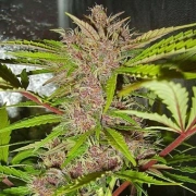 Fastberry Auto cannabis plants in bloom, grown from Automatic seeds – ideal for home cultivation from FastBuds Seeds