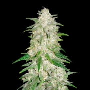 Gelato Auto cannabis plants in bloom, grown from Automatic seeds – ideal for home cultivation from FastBuds Seeds