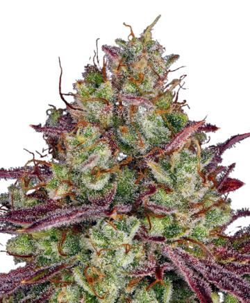 gsc auto
