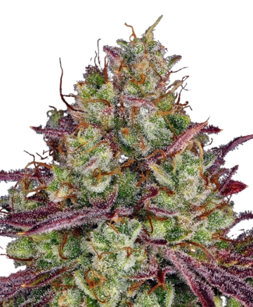 Girl Scout Cookies Auto cannabis plants in bloom, grown from Automatic seeds – ideal for home cultivation from FastBuds Seeds