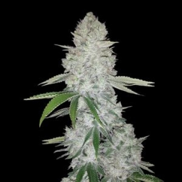 Gorilla Glue Auto cannabis plants in bloom, grown from Automatic seeds – ideal for home cultivation from FastBuds Seeds