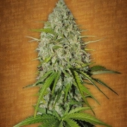 Grapefruit Auto cannabis plants in bloom, grown from Automatic seeds – ideal for home cultivation from FastBuds Seeds