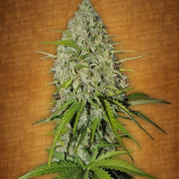Grapefruit Auto cannabis plants in bloom, grown from Automatic seeds – ideal for home cultivation from FastBuds Seeds