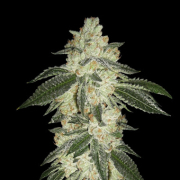Green Crack Auto cannabis plants in bloom, grown from Automatic seeds – ideal for home cultivation from FastBuds Seeds