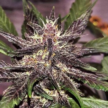 LSD-25 Auto cannabis plants in bloom, grown from Automatic seeds – ideal for home cultivation from FastBuds Seeds