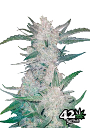 Mexican Airlines cannabis plants in bloom, grown from Automatic seeds – ideal for home cultivation from FastBuds Seeds