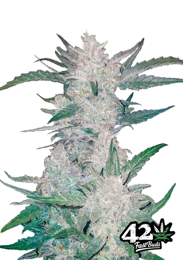Mexican Airlines cannabis plants in bloom, grown from Automatic seeds – ideal for home cultivation from FastBuds Seeds