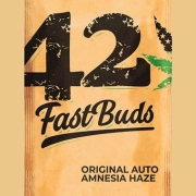 Original Auto Amnesia Haze cannabis plants in bloom, grown from Automatic seeds – ideal for home cultivation from FastBuds Seeds