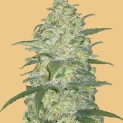 Original Auto White Widow cannabis plants in bloom, grown from Automatic seeds – ideal for home cultivation from FastBuds Seeds
