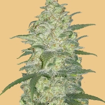 Original Auto White Widow cannabis plants in bloom, grown from Automatic seeds – ideal for home cultivation from FastBuds Seeds
