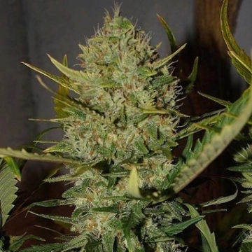 Pineapple Express Auto cannabis plants in bloom, grown from Automatic seeds – ideal for home cultivation from FastBuds Seeds