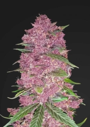Purple Lemonade cannabis plants in bloom, grown from Automatic seeds – ideal for home cultivation from FastBuds Seeds