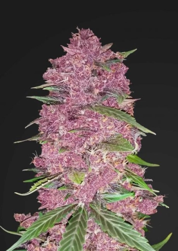 Purple Lemonade cannabis plants in bloom, grown from Automatic seeds – ideal for home cultivation from FastBuds Seeds
