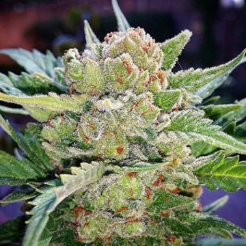 Rhino Ryder Auto cannabis plants in bloom, grown from Automatic seeds – ideal for home cultivation from FastBuds Seeds