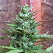Six Shooter Auto cannabis plants in bloom, grown from Automatic seeds – ideal for home cultivation from FastBuds Seeds