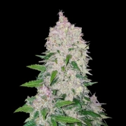 Stardawg Auto cannabis plants in bloom, grown from Automatic seeds – ideal for home cultivation from FastBuds Seeds