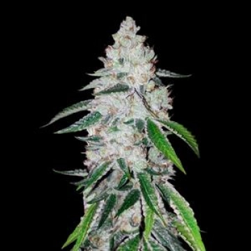 West Coast OG Auto cannabis plants in bloom, grown from Automatic seeds – ideal for home cultivation from FastBuds Seeds
