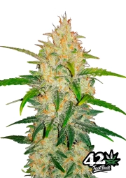 Zkittlez Auto cannabis plants in bloom, grown from Feminized seeds – ideal for home cultivation from FastBuds Seeds