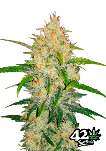 Zkittlez Auto cannabis plants in bloom, grown from Feminised seeds – ideal for home cultivation from FastBuds Seeds