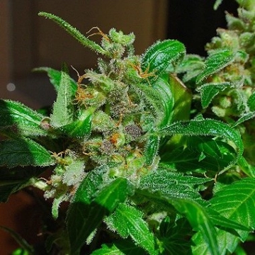 Black Sugar cannabis plants in bloom, grown from Feminized seeds – ideal for home cultivation from Female Seeds